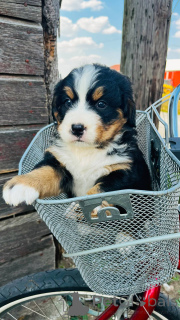 Фото №1. бернский зенненхунд - купить в Довио за договорная. Объявление №159872