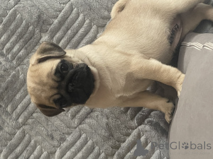 Фото №2 к объявлению №155110 о продаже мопса - купить в России 