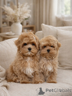 Фото №1. мальтипу - купить в Мюнхене за договорная. Объявление №165533