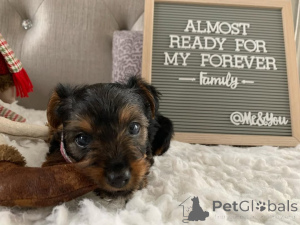 Фото №4. Продажа йоркширского терьера в Мелджин частное объявление, из приюта - цена 69575₽