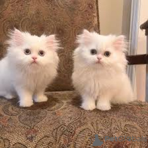 Фото №1. персидская - купить в Брюсселе за 46384₽. Объявление №165819