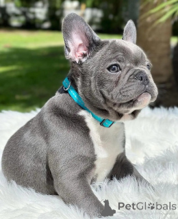 Фото №1. французский бульдог - купить в Берлине за договорная. Объявление №154944