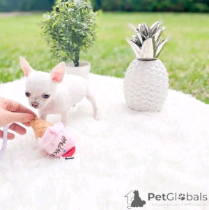 Фото №4. Продажа чихуахуа в Боровляны частное объявление, заводчик - цена 41745₽