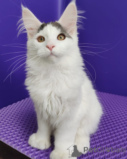 Фото №1. мейн-кун - купить в Уэплленд за договорная. Объявление №156251