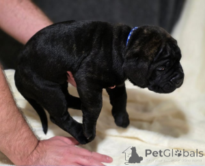 Фото №4. Продажа акита-ину в Брегенц  - цена 31454₽