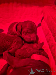 Фото №2 к объявлению №141729 о продаже пуделя (карликового) - купить в Бельгии частное объявление