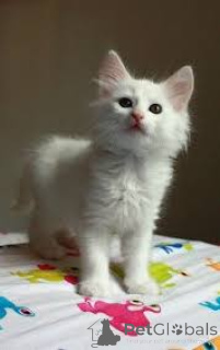 Фото №3. Chatons Angora turcs доступны на заказ.. Бельгия