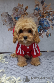 Фото №4. Продажа кавапу в Минске  - цена 89868₽