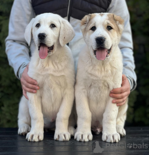 Фото №2 к объявлению №135762 о продаже среднеазиатскую овчарку - купить в Сербии частное объявление