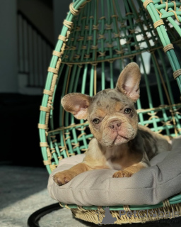 Фото №1. французский бульдог - купить в Мюнхене за 69575₽. Объявление №150636