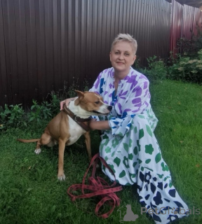 Фото №3. Ищет семью собака Хельга. В добрые руки..  Россия