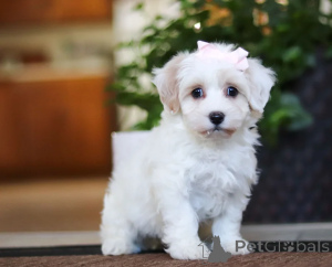 Фото №1. мальтипу - купить в Дубай за договорная. Объявление №158659