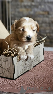 Фото №4. Продажа гаванского бишона в Зренджанин заводчик - цена договорная