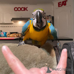 Фото №2 к объявлению №164220 о продаже  - купить в США 