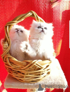 Фото №1. персидская - купить в Кемнц за 32468₽. Объявление №148369