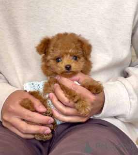 Фото №1. пудель (той) - купить в Лейпциг за договорная. Объявление №163989