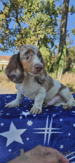 Фото №4. Продажа таксу в Бачка-Паланка  - цена договорная