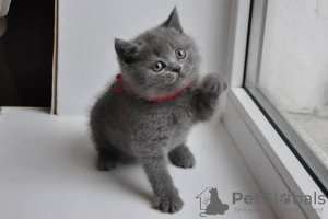 Фото №3. Cute British-shorthair kitten for frr adoption. Германия