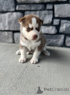 Фото №2 к объявлению №162219 о продаже сибирского хаски - купить в Германии 