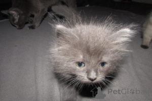 Фото №3. RagDolls для продажи. США