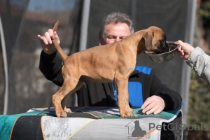 Фото №4. Продажа немецкого боксёра в Vilovo заводчик - цена договорная