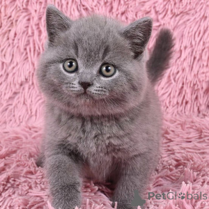 Фото №1. британская короткошёрстная - купить в Дюссельдорфе за 22467₽. Объявление №155498