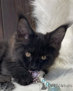 Фото №3. Мейн-кун. Великобритания