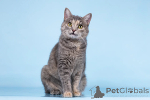 Фото №2 к объявлению №164500 о продаже  - купить в России из приюта