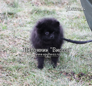 Дополнительные фото: Красивый щенок померанского шпица. Девочка черного окраса