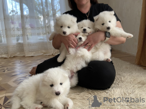 Фото №4. Продажа самоедскую собаку в Одессе частное объявление, заводчик - цена 40586₽