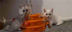 Фото №1. манчкин - купить в Товар за 32468₽. Объявление №152932