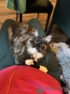 Фото №2 к объявлению №138036 о продаже мейн-кун - купить в Испании частное объявление