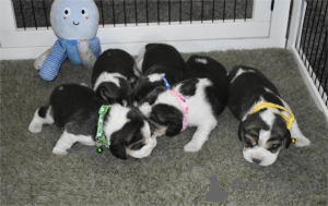 Фото №2 к объявлению №153455 о продаже бигля - купить в Германии 