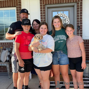 Фото №3. Очаровательные мини-щенки из золотисто-туркового.  Германия