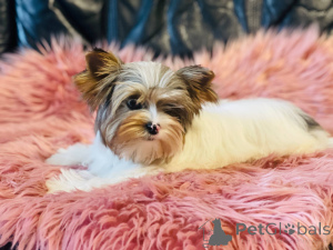 Фото №3. Красивая женщина York Merle Bluberry Biewer с голубым глазом..  Польша