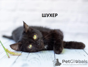 Фото №3. Ласковые и красивые котята мальчики в добрые руки. Россия