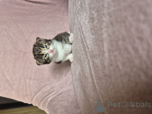 Фото №2 к объявлению №135548 о продаже сиамская - купить в Польше заводчик