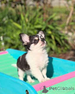 Фото №3. Очаровательные щенки чихуахуа идеальные маленькие спутники.  Германия