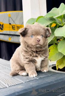 Фото №2 к объявлению №138553 о продаже чихуахуа - купить в США заводчик