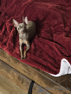 Фото №3. Русские той.  Германия