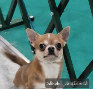 Фото №3. Чихуахуа взрослый, молодой мальчик.  Россия