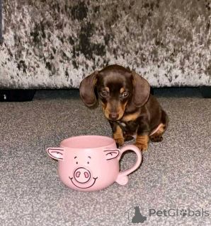 Фото №3. Мини -такшные щенки для усыновления.  США