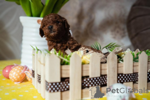 Фото №2 к объявлению №138765 о продаже пуделя (той) - купить в Сербии заводчик