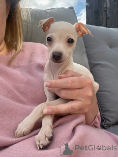 Фото №1. левретка - купить в Регион Ганновер за договорная. Объявление №154046