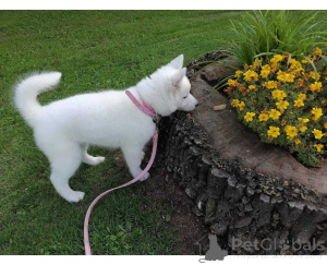 Фото №1. сибирский хаски - купить в Cuxhaven за договорная. Объявление №164790