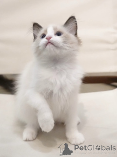 Фото №1. рэгдолл - купить в Колоне за договорная. Объявление №155913