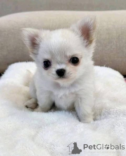 Фото №2 к объявлению №161366 о продаже  - купить в Австралии 