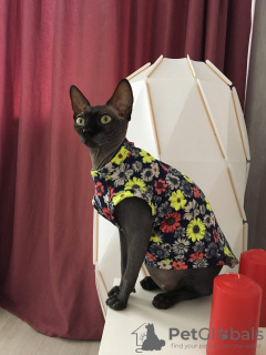 Фото №1. одежда для кошек сфинксов в Москва. Цена 1100₽. Объявление №7466