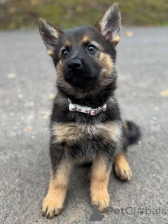 Фото №3. Продаются щенки немецкой овчарки с отличным темпераментом и защитными.  Германия