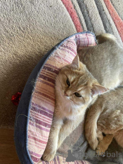 Фото №2 к объявлению №158620 о продаже британская короткошёрстная - купить в Бельгии частное объявление